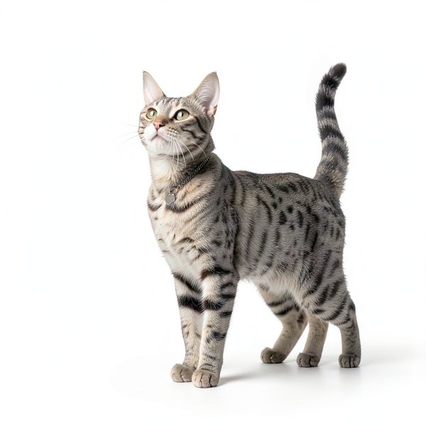 Purina Pro Plan Calming Care Cat Supplements - 30 Probiotic Relief-4